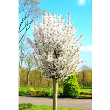 WIŚNIA ozdobna szczepiona NA PNIU - sadzonki 70 / 90